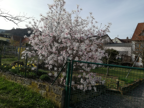 Maikammer Mandelblütenweg April 2018